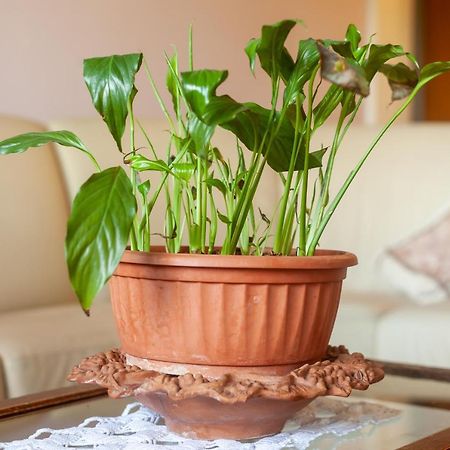 マッサCasa Cesarinaアパートメント エクステリア 写真